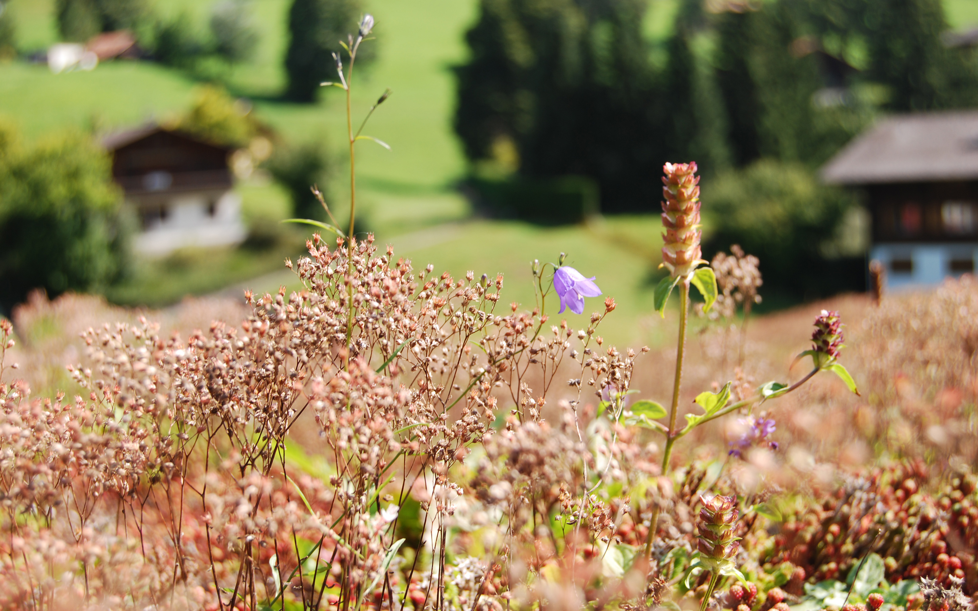 Flowering plants on an extensive green roof